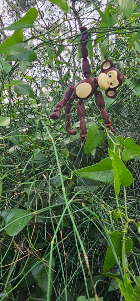 monkey in the tree