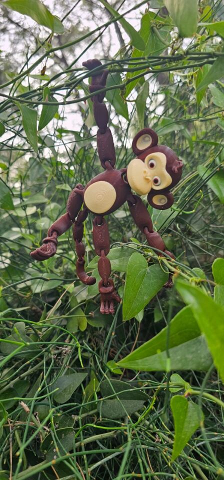 monkey in the tree