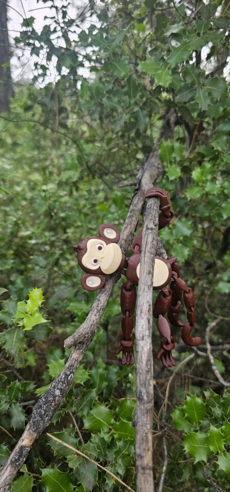 monkey in the tree